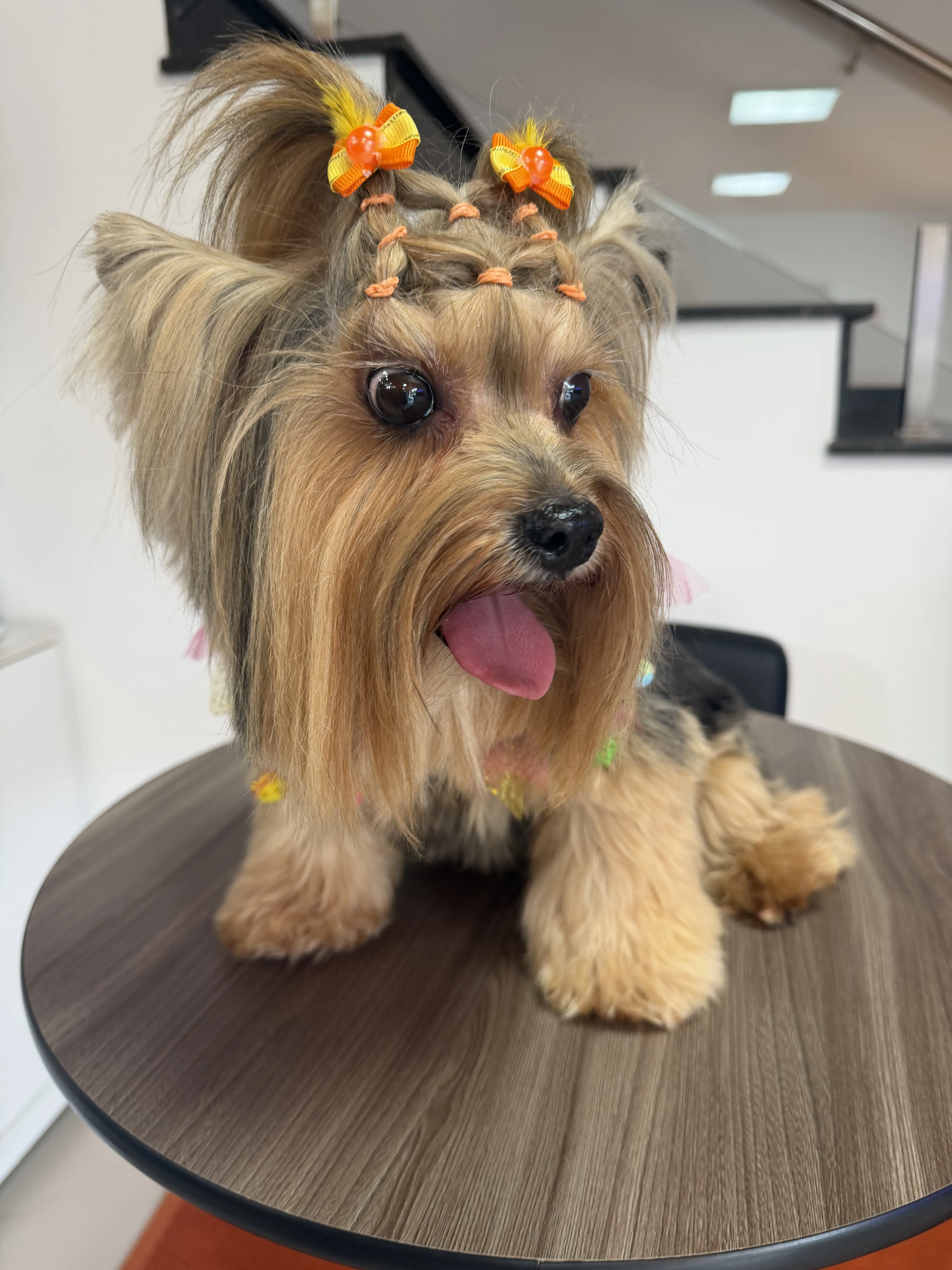 Cachorro no Caninos Pet Shop Sorocaba